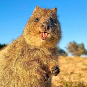 First image of a qute quokka